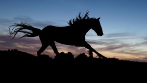 wild horse at sunset
